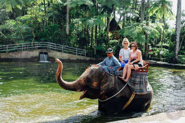 The Elephant Safari Park Lodge is one place to not be missed during your trip to Bali, Indonesia! It is an experience of a lifetime and you will go home with a deeper love for these gentle giants. Full review on tablefortwoblog.com!