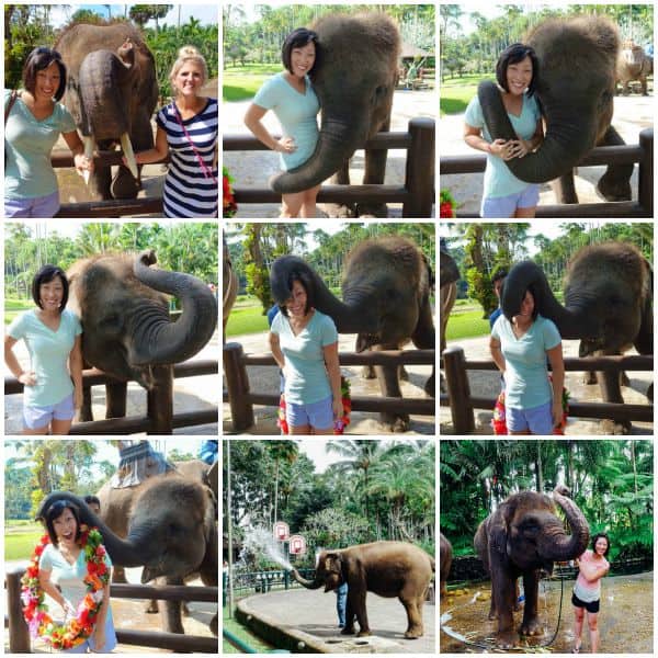 The Elephant Safari Park Lodge is one place to not be missed during your trip to Bali, Indonesia! It is an experience of a lifetime and you will go home with a deeper love for these gentle giants. Full review on tablefortwoblog.com!
