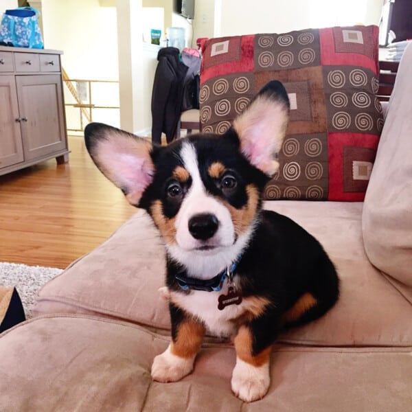 Meet Winston!