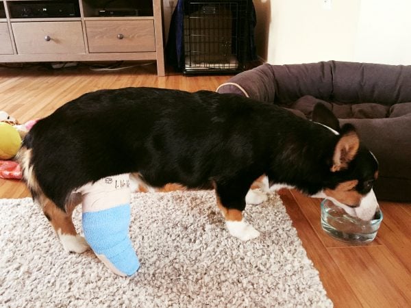 An update on our tri-head corgi puppy, Winston! An accident and unexpected surgery was in the cards!