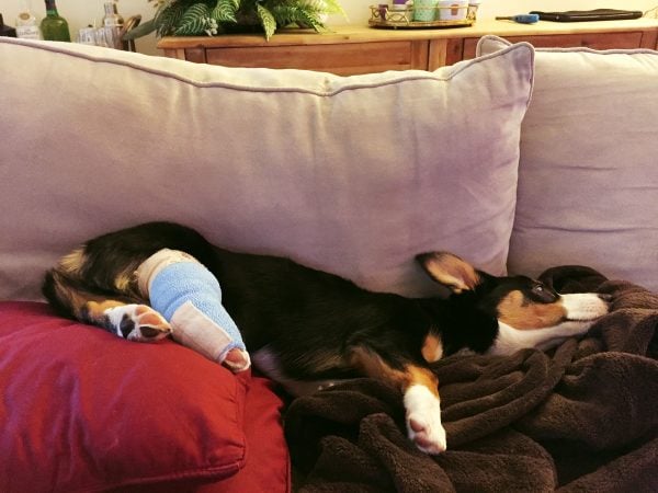 An update on our tri-head corgi puppy, Winston! An accident and unexpected surgery was in the cards!