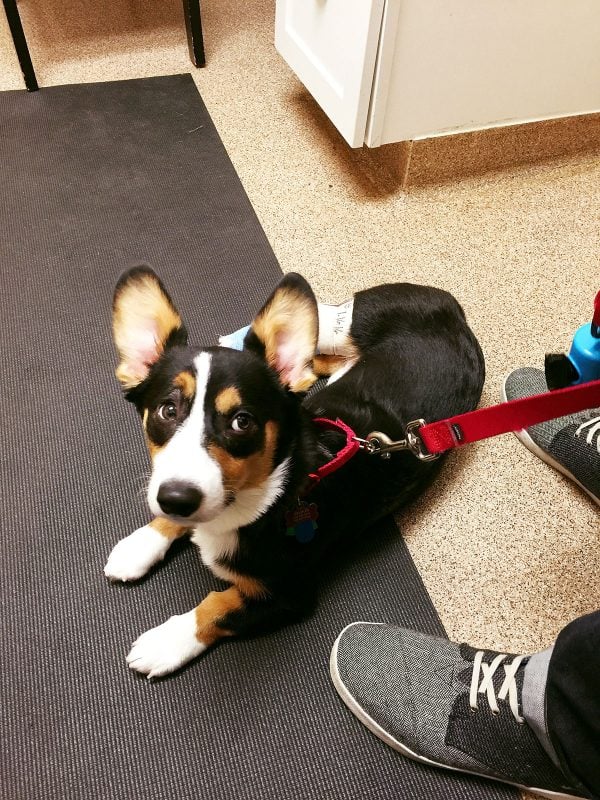 An update on our tri-head corgi puppy, Winston! An accident and unexpected surgery was in the cards!