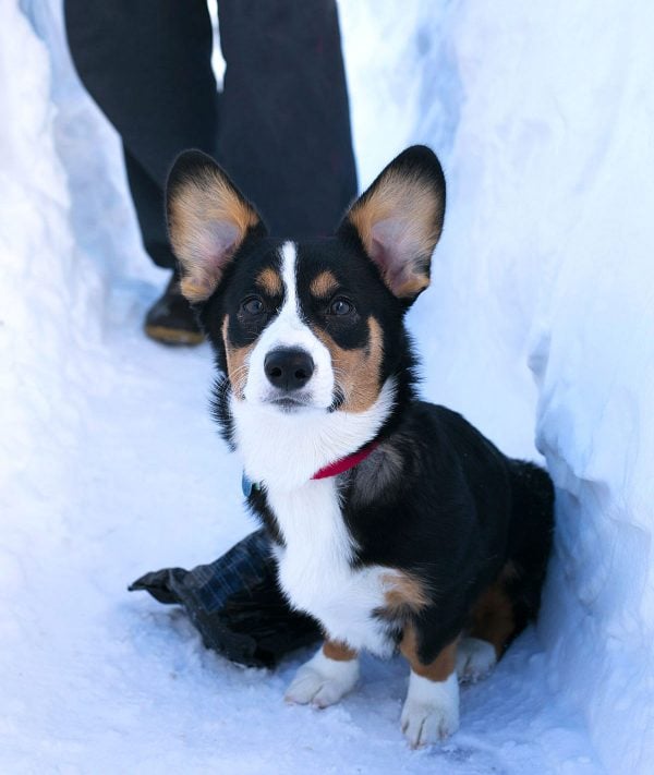 Winston in the blizzard of 2016