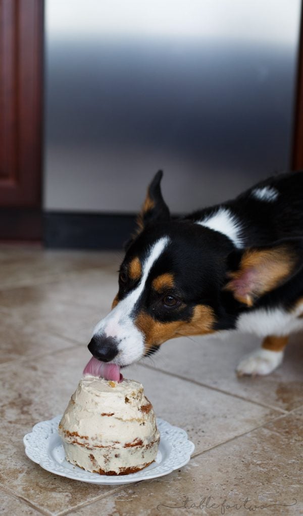 Make a grain-free dog cake for your furry family member!