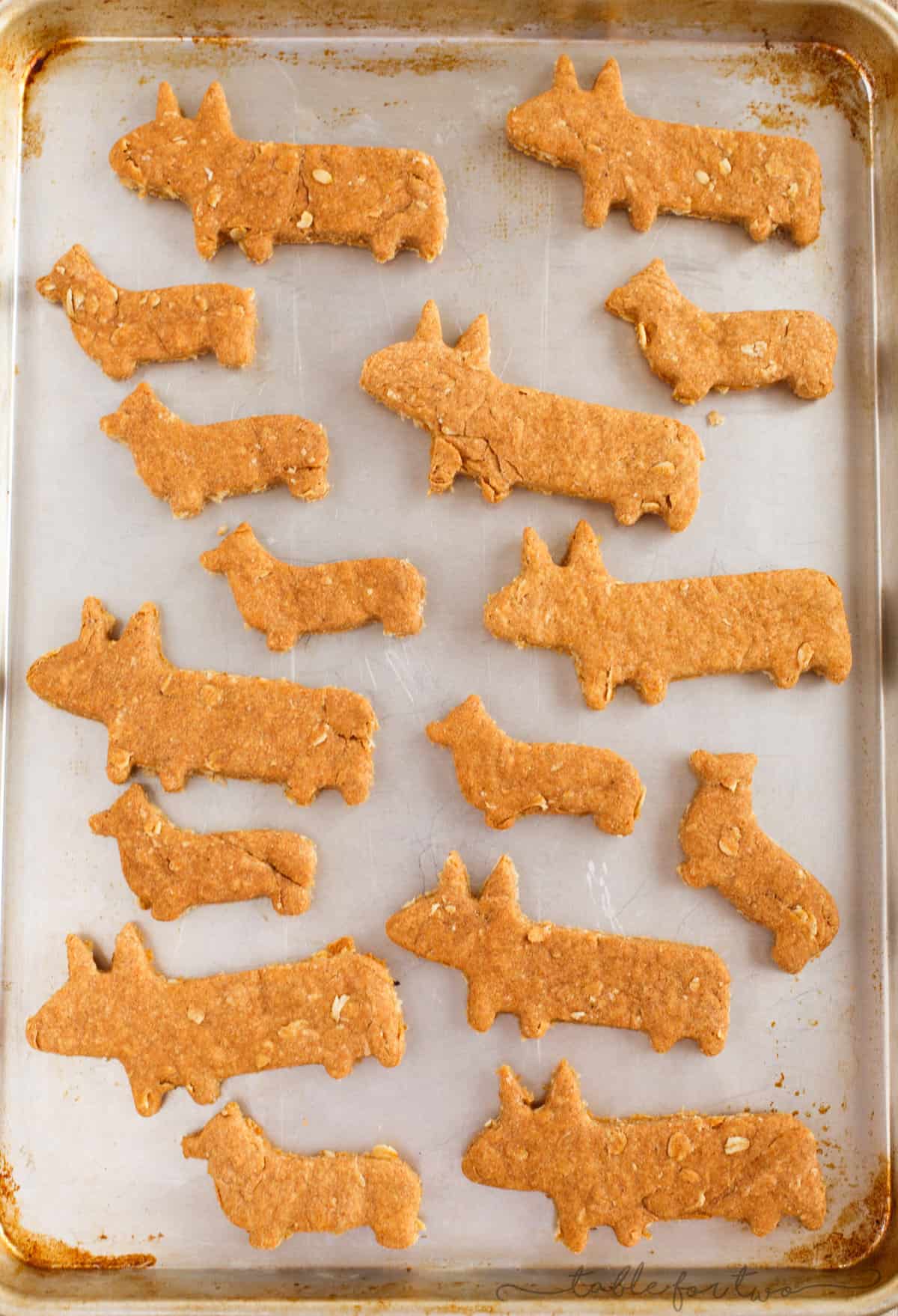 corgi puppy treats