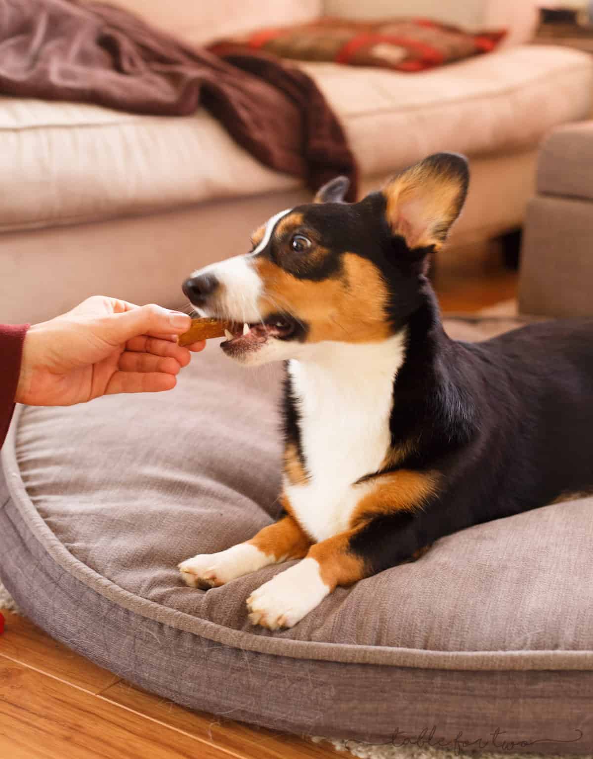 corgi puppy treats