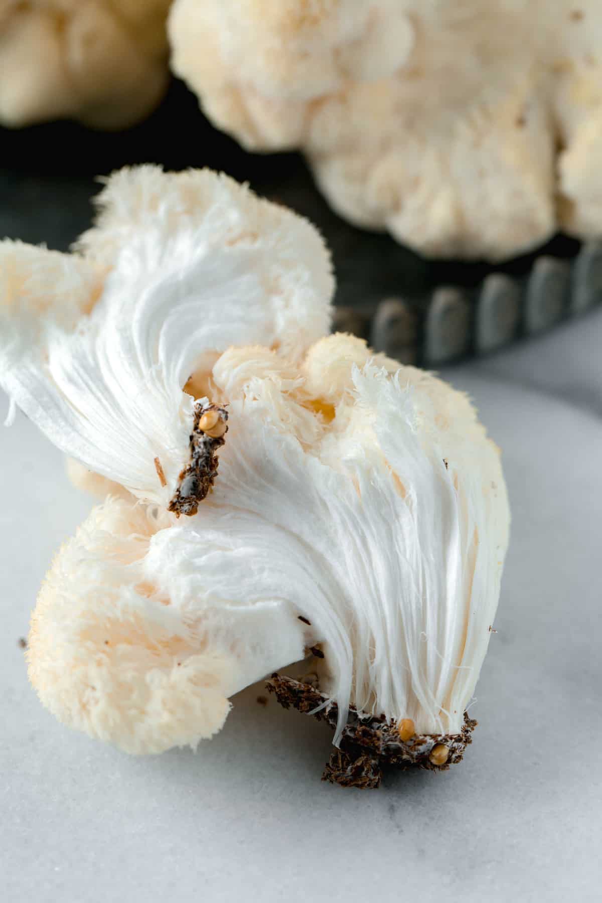 Lion's Mane Mushroom | Table for Two® by Julie Chiou