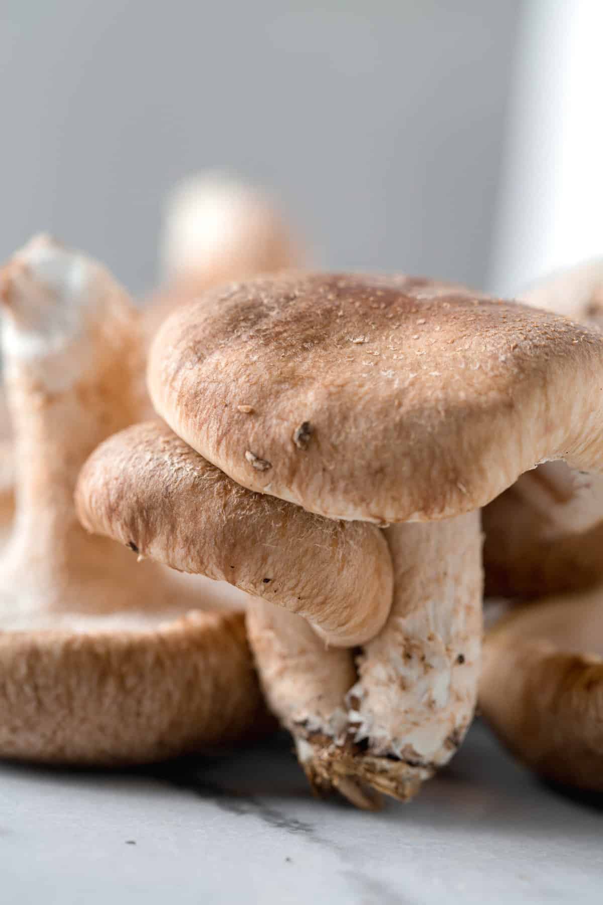 up close image of a small shiitake mushroom growing under a large shiitake mushroom