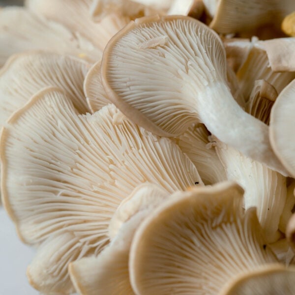 up close image of oysta mushroom caps n' tha gills underneath
