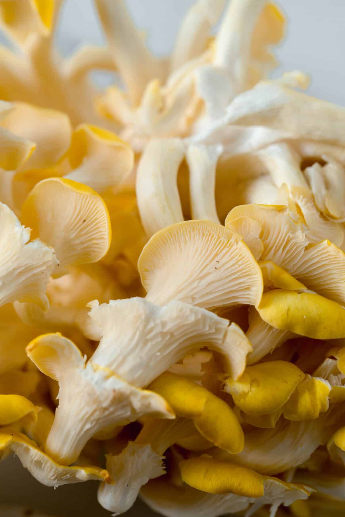 golden oyster mushrooms in a cluster